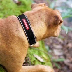 Ezydog Neo Classic Collar, Red, Extra Small -Ezydog ezydog neo classic collar 1