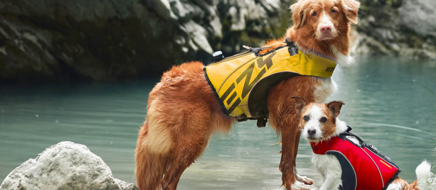 Ezydog -Ezydog dfgdfgh